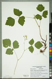 Attēlu rezultāti vaicājumam “Rubus caesius”