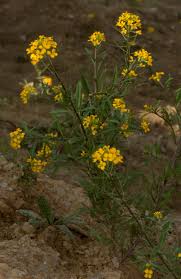 Attēlu rezultāti vaicājumam “Erysimum hieracifolium”