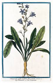 Image result for Campanula rapunculus