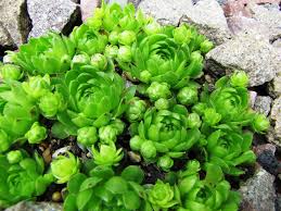 Attēlu rezultāti vaicājumam “Jovibarba globifera flower”