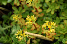 Attēlu rezultāti vaicājumam “Phedimus spurius leaf”