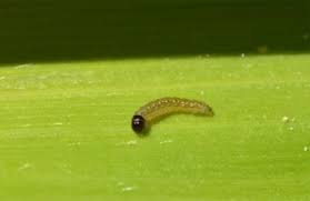Attēlu rezultāti vaicājumam “Euura brevicornis larva”