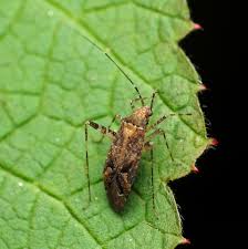 Attēlu rezultāti vaicājumam “Phytocoris sp.”