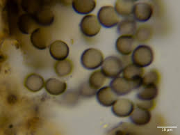 Attēlu rezultāti vaicājumam “Licea testudinacea young”