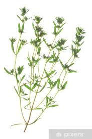 Image result for Bohnenkraut