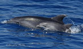 Image result for Tursiops truncatus