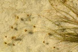 Attēlu rezultāti vaicājumam “Stuckenia filiformis leaf”