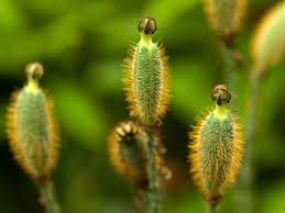 Image result for Meconopsis betonicifolia alba