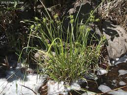 Attēlu rezultāti vaicājumam “Carex flava”