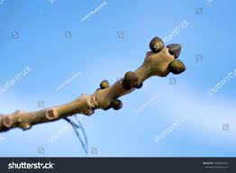 Attēlu rezultāti vaicājumam “Fraxinus excelsior Pendula bud”