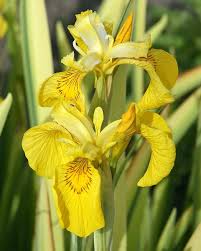 Attēlu rezultāti vaicājumam “Iris pseudacorus flower”