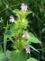 Attēlu rezultāti vaicājumam “Galeopsis bifida”