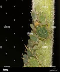 Attēlu rezultāti vaicājumam “Aphis farinosa”