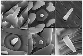 Attēlu rezultāti vaicājumam “Protoschinia scutosa”