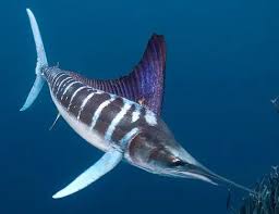 Image result for Kajikia albida