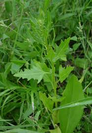 Attēlu rezultāti vaicājumam “Chenopodium acerifolium leaf”