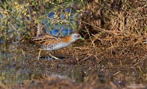 Image result for Porzana pusilla