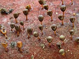 Attēlu rezultāti vaicājumam “Craterium minutum cf. var. brunneum stalked”