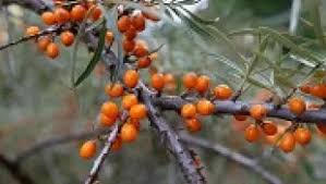 Attēlu rezultāti vaicājumam “Hippophae rhamnoides fruit”