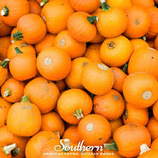 Attēlu rezultāti vaicājumam “Cucurbita pepo”