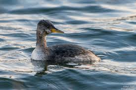 Attēlu rezultāti vaicājumam “Podiceps grisegena adult”