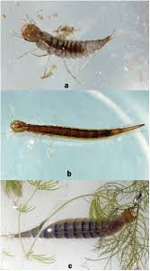 Attēlu rezultāti vaicājumam “Gynaephora selenitica larva”