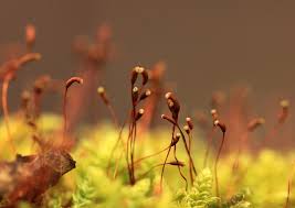 Attēlu rezultāti vaicājumam “Pohlia nutans”