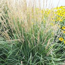 Attēlu rezultāti vaicājumam “Craterium aureonucleatum stalked”