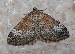 Attēlu rezultāti vaicājumam “Perizoma alchemilla”