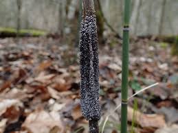 Attēlu rezultāti vaicājumam “Diderma subviridifuscum”