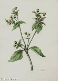 Attēlu rezultāti vaicājumam “Galinsoga quadriradiata”