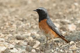 Attēlu rezultāti vaicājumam “Phoenicurus phoenicurus”