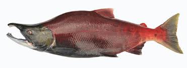 Image result for Oncorhynchus nerka