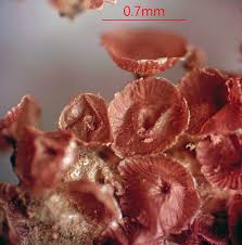 Attēlu rezultāti vaicājumam “Arcyria, Heterotrichia sp.”