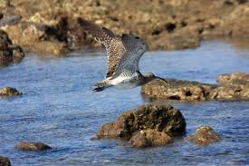 Image result for Numenius tenuirostris