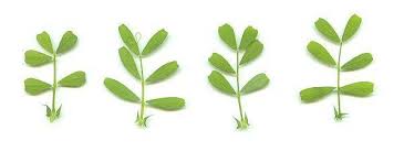 Attēlu rezultāti vaicājumam “Vicia lathyroides leaf”