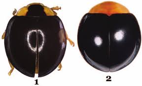 Attēlu rezultāti vaicājumam “Cribraria martinii macro”
