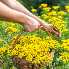 Image result for Tanacetum vulgare