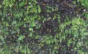 Attēlu rezultāti vaicājumam “Eurhynchium hians”