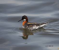 Attēlu rezultāti vaicājumam “Phalaropus lobatus”