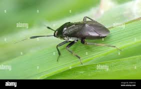 Attēlu rezultāti vaicājumam “Capsus ater”
