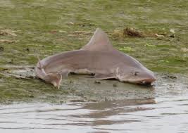 Image result for Chichester Sharks