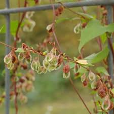 Attēlu rezultāti vaicājumam “Fallopia dumetorum”