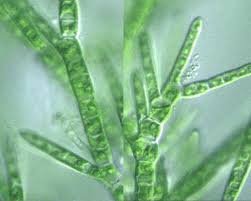 Attēlu rezultāti vaicājumam “Chaetophora pisiformis”