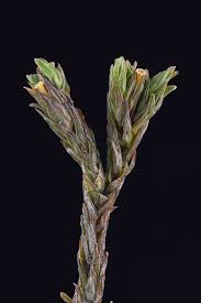 Attēlu rezultāti vaicājumam “Orthotrichum cupulatum var. riparium sporophyte”