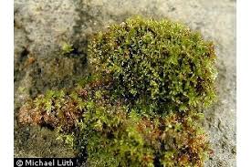 Attēlu rezultāti vaicājumam “Gyroweisia tenuis”