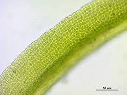 Attēlu rezultāti vaicājumam “Gymnostomum calcareum macro”