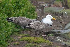 Attēlu rezultāti vaicājumam “Larus argentatus adult”