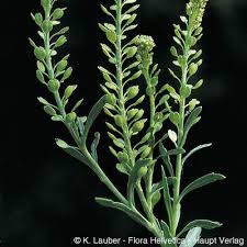 Attēlu rezultāti vaicājumam “Lepidium densiflorum bud”