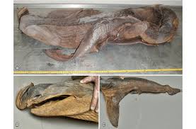 Image result for Cetorhinus maximus